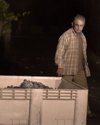 Mairo Bazan and Grapes Harvest. Gloria Bazan