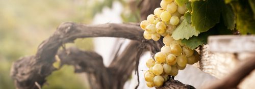Bunch of white grapes in the vineyard in the Wine Museum of Thira, Santorini, Greece.